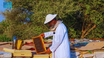 ضوابط مشددة لتنظيم المناحل في محمية الملك عبدالعزيز